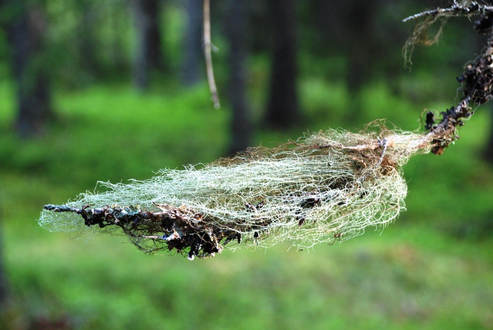 16 - Fulufjellets Nasjonalparker - Natur-, Dyre- Og Fugleopplevelser Ljørdal エクステリア 写真
