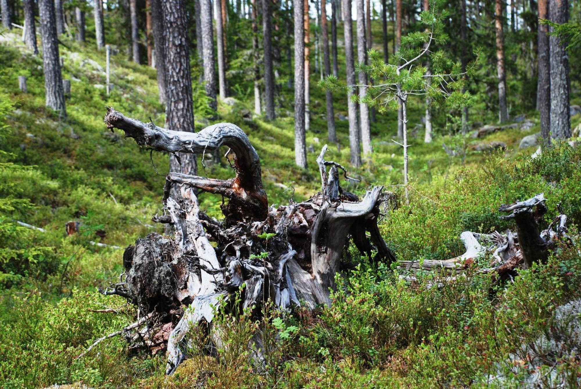 16 - Fulufjellets Nasjonalparker - Natur-, Dyre- Og Fugleopplevelser Ljørdal エクステリア 写真