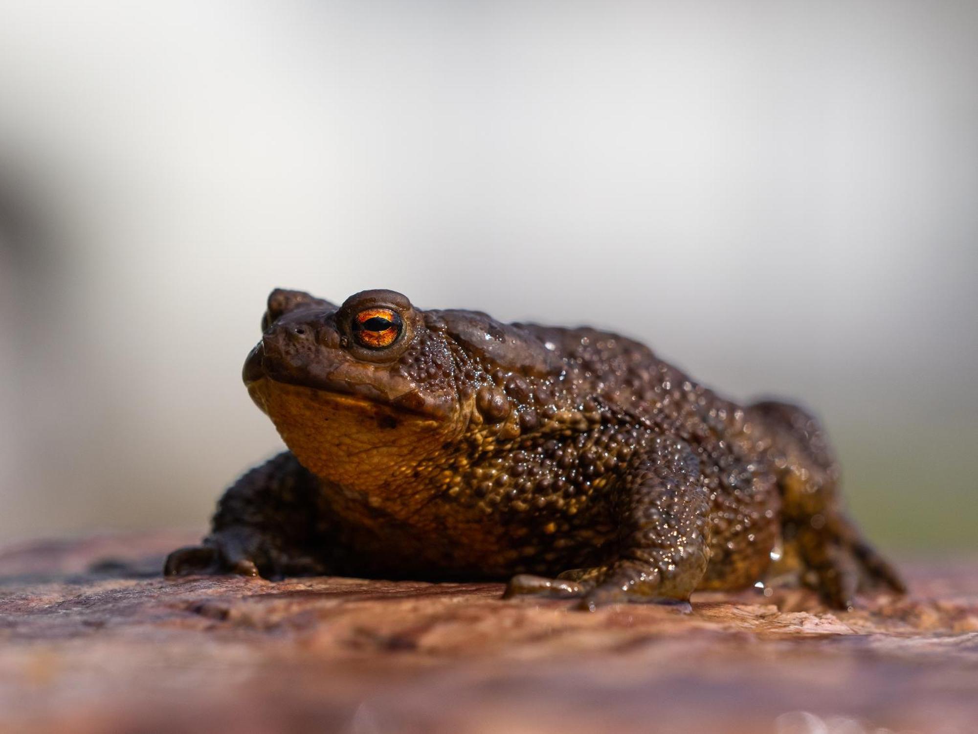 16 - Fulufjellets Nasjonalparker - Natur-, Dyre- Og Fugleopplevelser Ljørdal エクステリア 写真