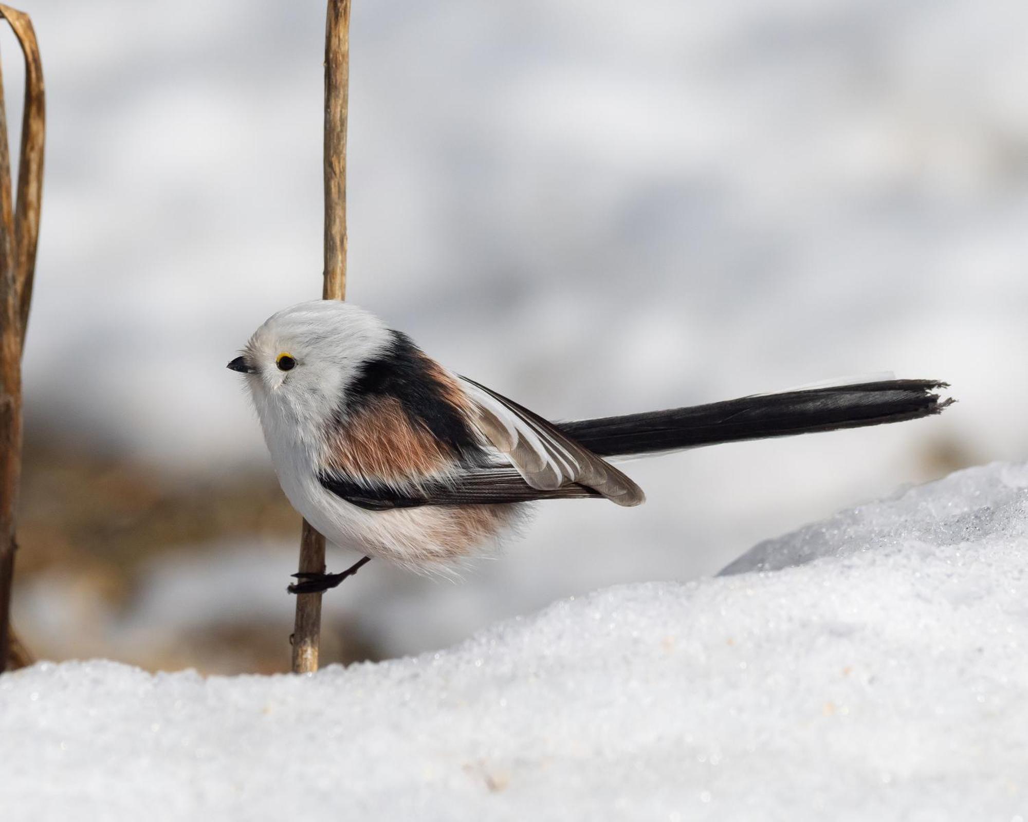 16 - Fulufjellets Nasjonalparker - Natur-, Dyre- Og Fugleopplevelser Ljørdal エクステリア 写真