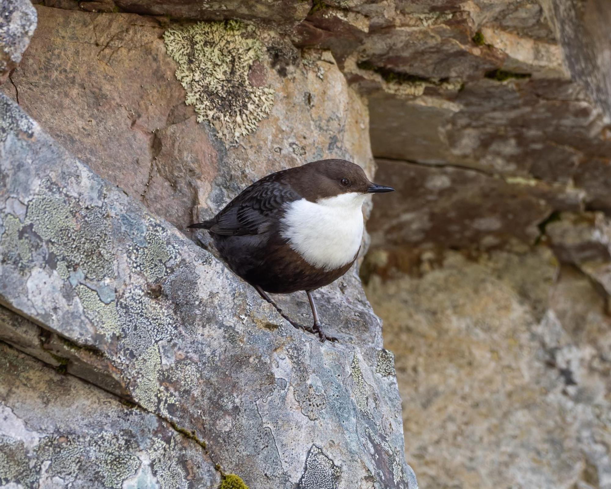16 - Fulufjellets Nasjonalparker - Natur-, Dyre- Og Fugleopplevelser Ljørdal エクステリア 写真